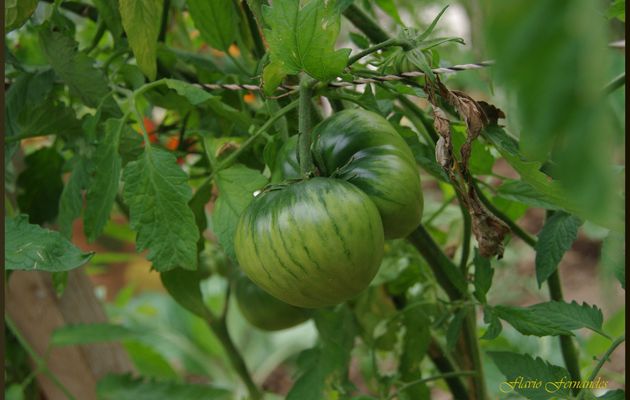 Tout sur la tomate (côté potager)