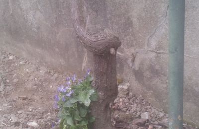 LA VIOLETTE ET LA VIGNE  UNE HISTOIRE D'AMOUR