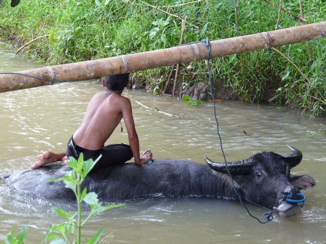 Du paradis des îles Togians et des peuples Bajaux aux rites du pays Toraja!!