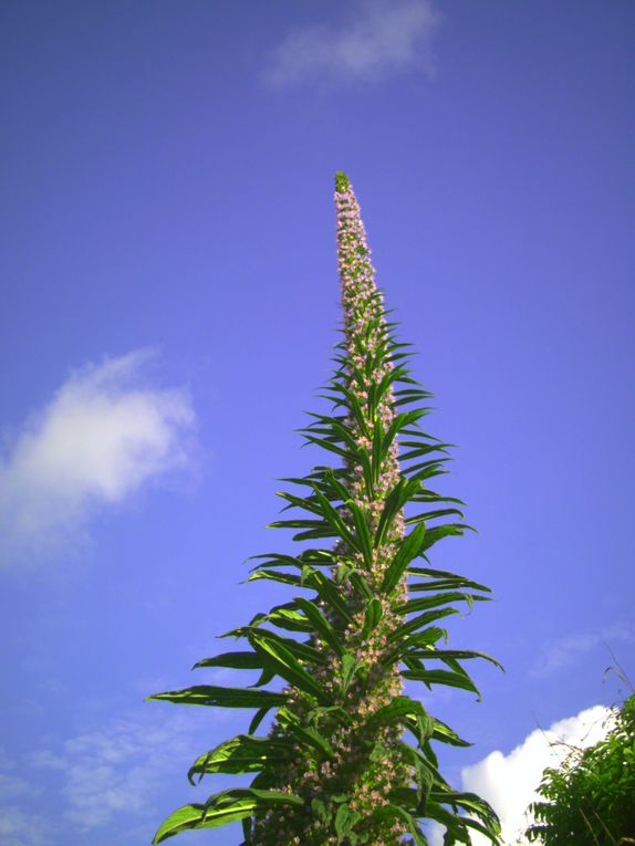 Album - tete d 'echium pininana en floraison