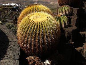 Jardin de Cactus