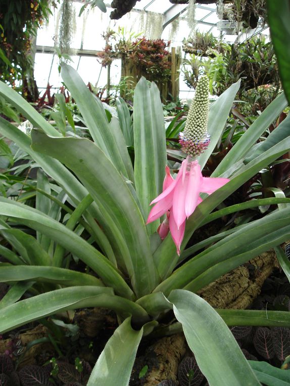 Album - jardin-botanique-et-biodome