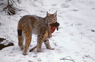 La Chasse du Lynx