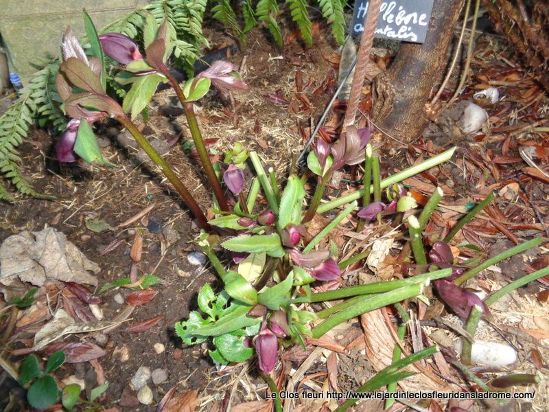 Mon jardin Le Clos fleuri en février 2019 