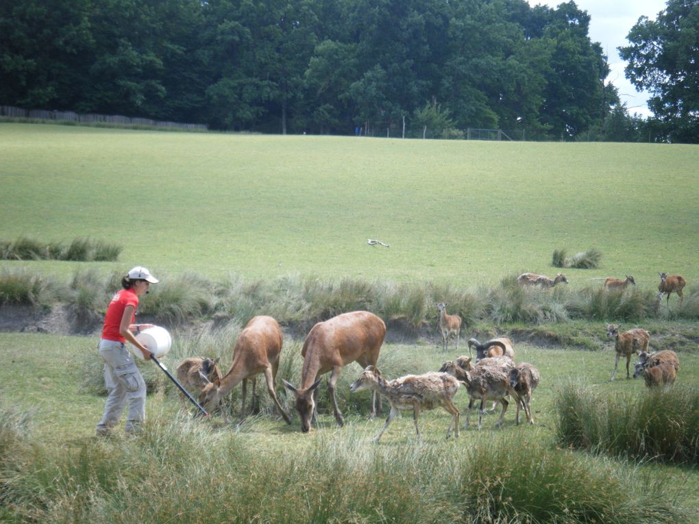 Sortie en famille - Parc des loups