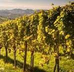 #Grüner Veltliner Producers Sonoma Valley California Vineyards 