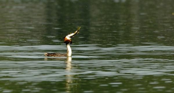 Photos d' animaux&nbsp; prises dans le Parc Naturel de la For&ecirc;t d'Orient