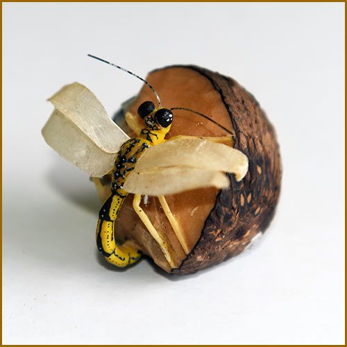 Sculpture en ivoire végétal, la graine de l'arbre tagua au Panama, une libellule