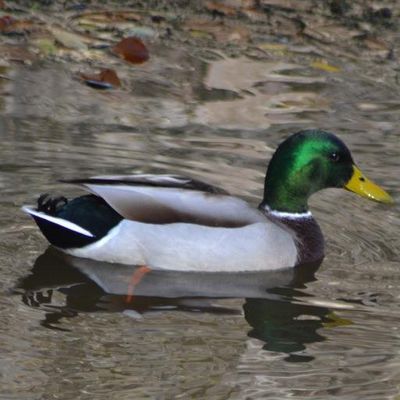 A cause du froid, la chasse à certains oiseaux est suspendue