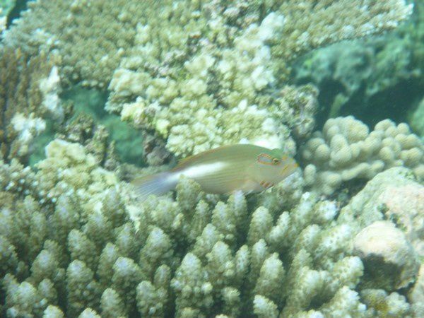 Album - Great Barrier Reef