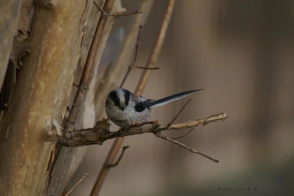 Au coeur de Paris de nombreuses esp&egrave;ces d'oiseaux sont facilement observables.