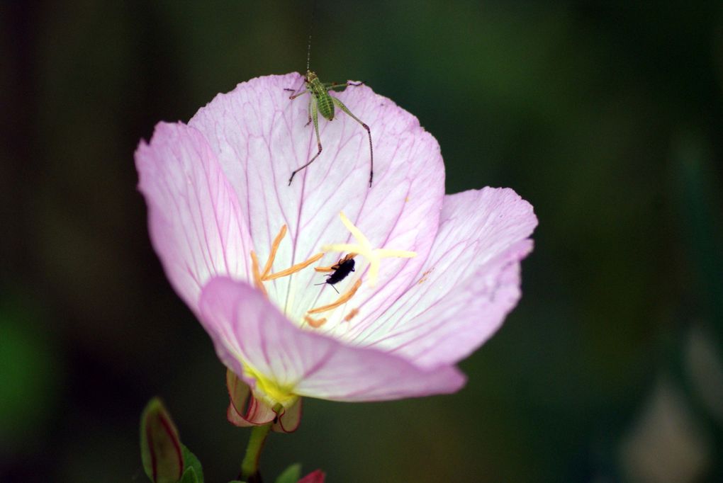 Photos d'insectes et d'araignées généralement en macro