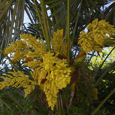 180 - AVEZ-VOUS DÉJA VU DES FLEURS DE PALMIERS - MAINTENANT OUI 