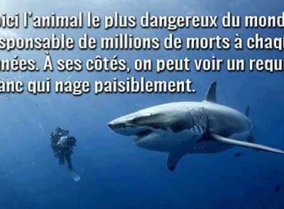 Massacre de requins à la Réunion : l’ASPAS et Sea Shepherd portent plainte !