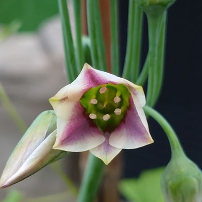 Atelier conter fleurette en Vaunage: les plantes  bulbeuses 