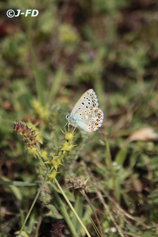 Album - Papillons d'Italie 2