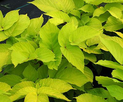 Plantes à feuillages doré : derniers achats