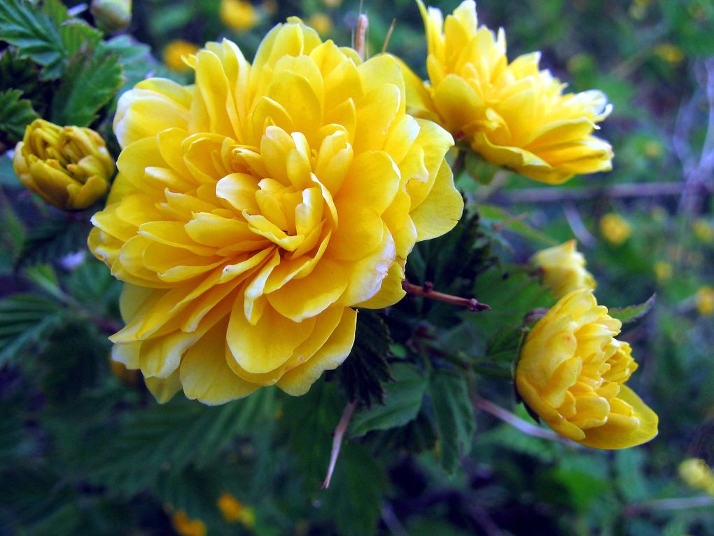 Photos diverses de fleurs et plantes de mon jardin, pour la plupart... en toutes saisons.