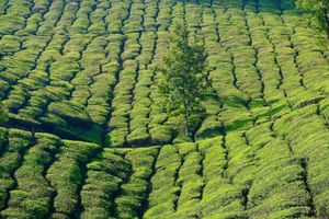 LE KERALA 🇮🇳 (Inde du Sud 🇮🇳)