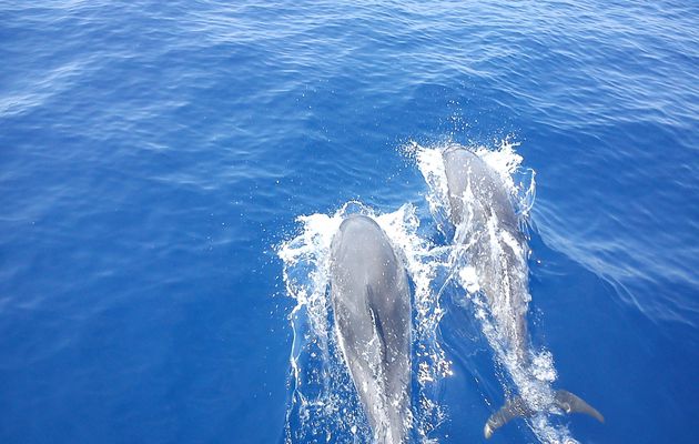 Sortie Dauphins Cala Rossa 6 Juillet 2013