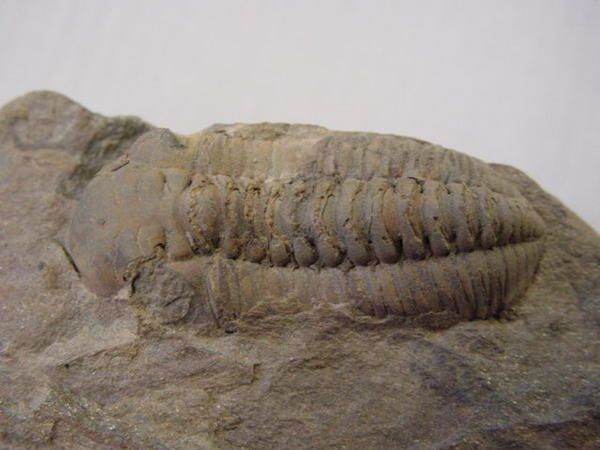 <p>
Paradis des paléontologues, la Bretagne et la Normandie offrent de très nombreux fossiles, datés du Cambrien au Pliocène.
</p>
<p>
Les systèmes les mieux représentés sont l’Ordovicien, le Jurassique et le Crétacé.
</p>