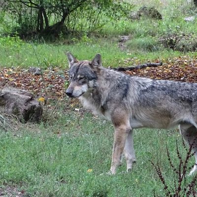 Marche avec les loups