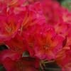 Azalée - Foire aux plantes de Beloeil en mai 2009