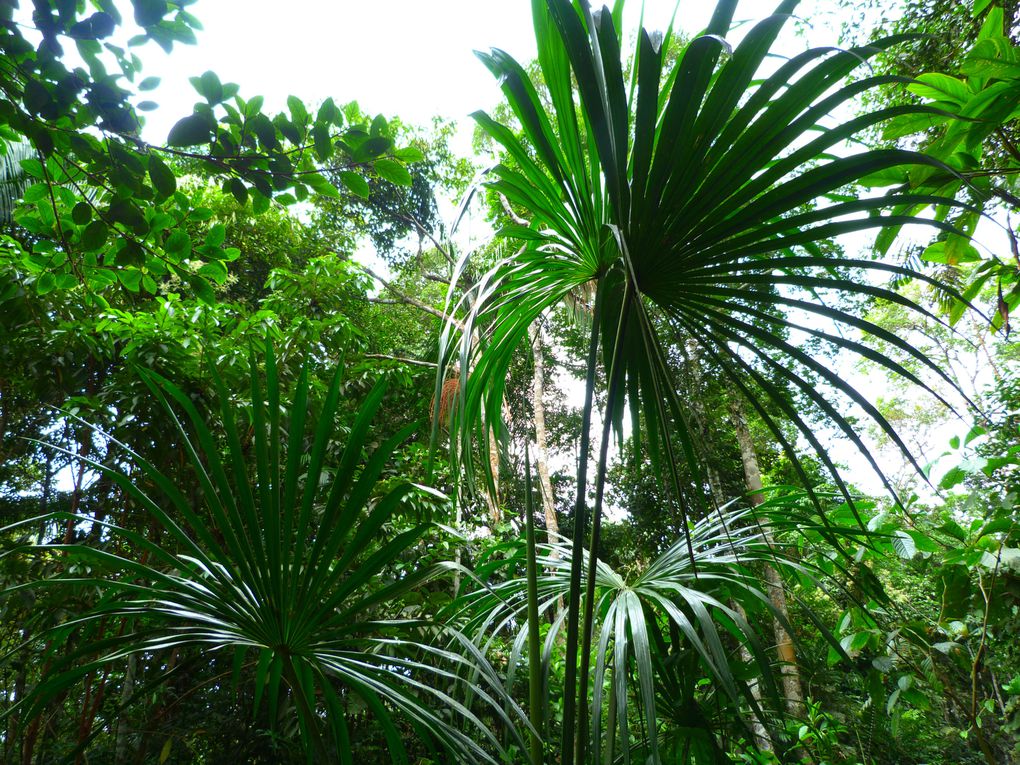 Premier parcours dans la selva alta !!!