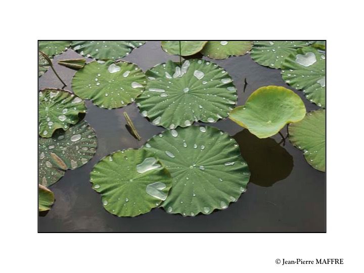 La fleur de lotus, connue pour sa beauté délicate et sa pureté, porte une signification profonde et un symbolisme puissant dans de nombreuses cultures.