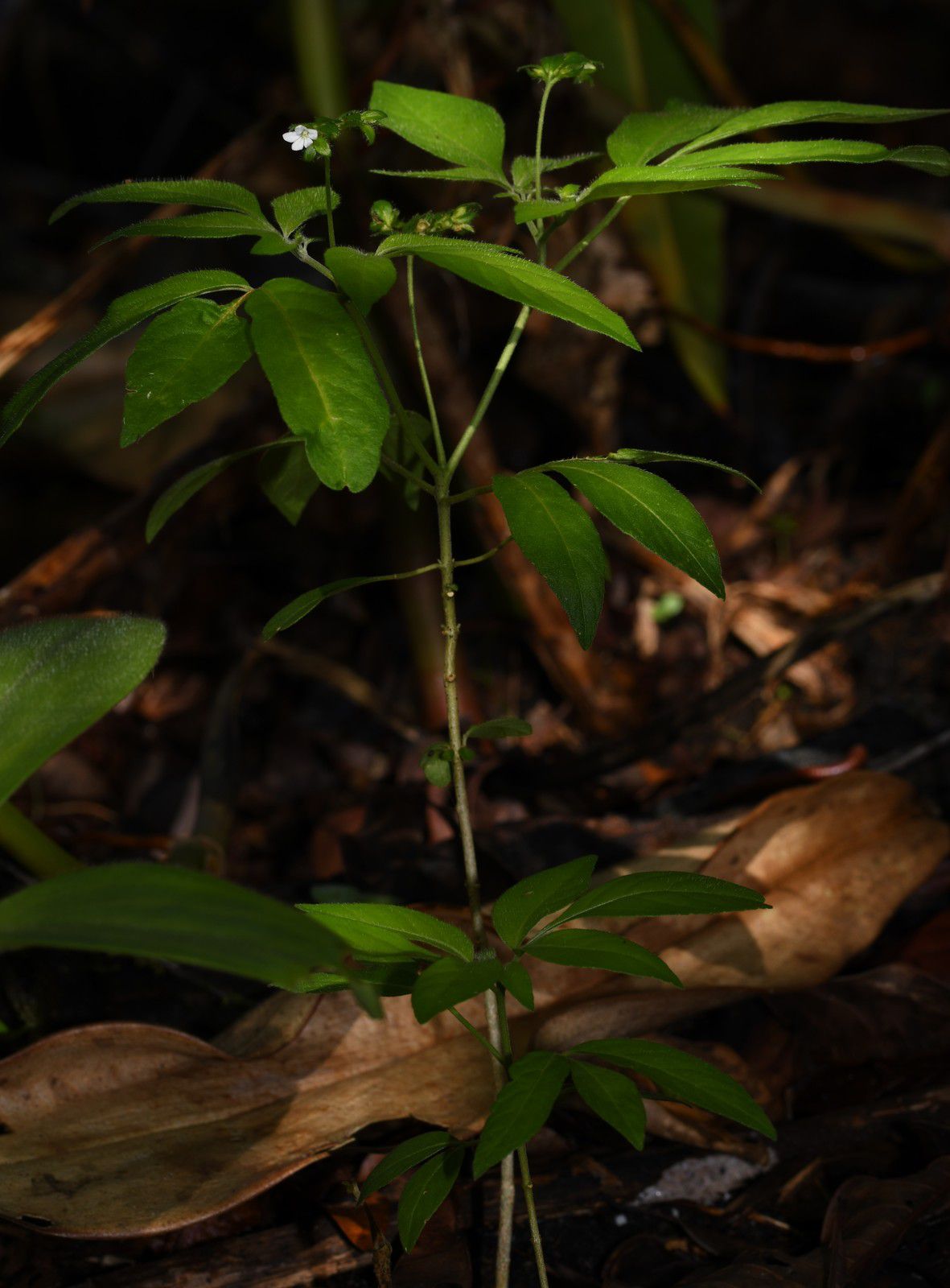 Ertela trifolia
