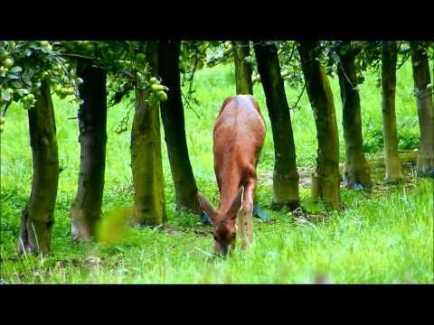 Chevreuils, voleurs de pommes