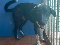 jeune Mastin d'Espagne a adopter a l'association sos choiens galgos