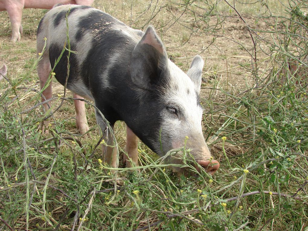 Album - Cochons-en-libertés