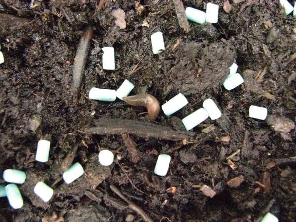 8 juin - Ce matin j'ai la motiv enfin pour faire le ménage et couper les nombreuses branches supperflues des tomates ..
Enfin je tue des limaces et protege chaque pied de légume avec de la pierre de lave et balance des granulés anti-limaces !