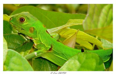 Lézard de Guyane