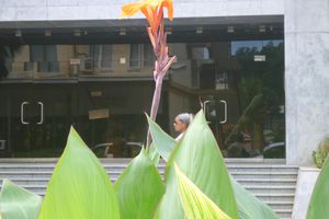La fleur du mercredi : la canna hybride