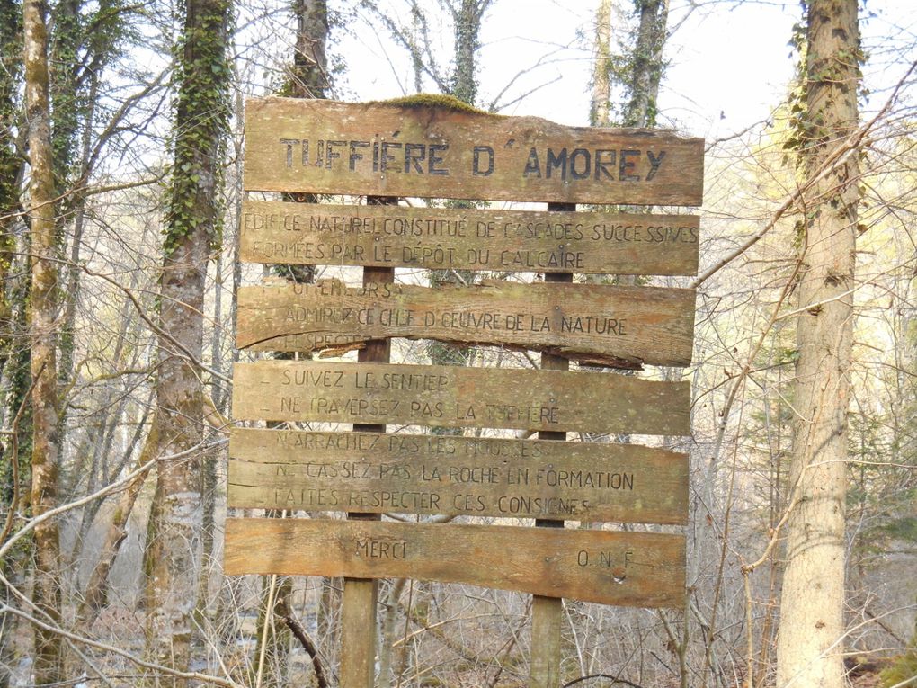 SORTIE AUBERIVE : &quot;la Tufière d'Amorey&quot;