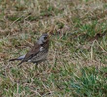 Un peu d'ornitho en Valais