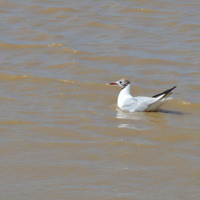 Mouette Rieuse