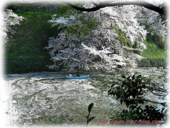 Divers aspects de la flore japonaise, qui est tr&egrave;s riche et vari&eacute;e&hellip;