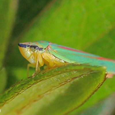 La cicadelle du rhododendron