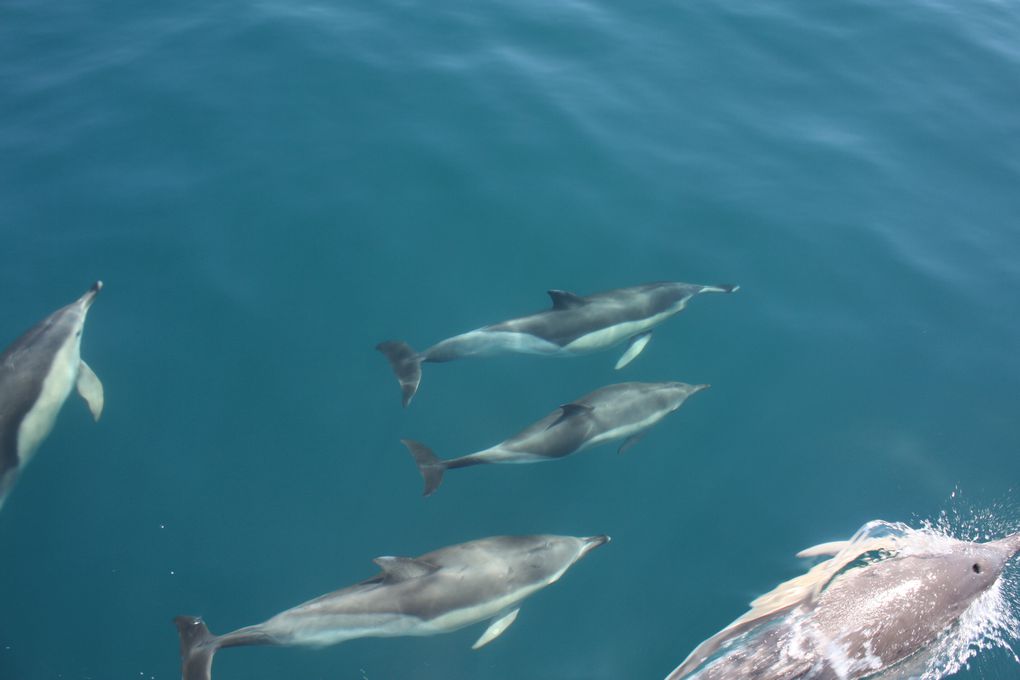 Album - des-dauphins-aux-sables