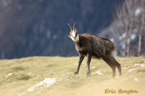 Attitudes et pelages des chamois en novembre