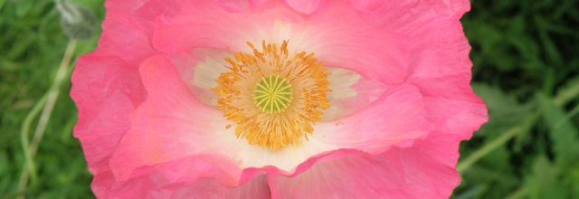 Gentils coquelicots!!!!