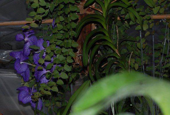 L'Amazone, situé à Nalinnes (Belgique)
Monsieur et Madame Schmidt vous reçoivent dans le monde magique des orchidées hybrides ou botaniques 
leur site :
www.amazoneorchidees.be