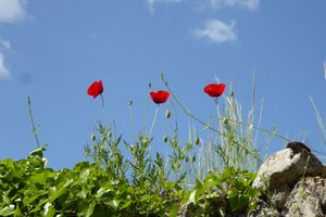 Trois coquelicots sur un mur