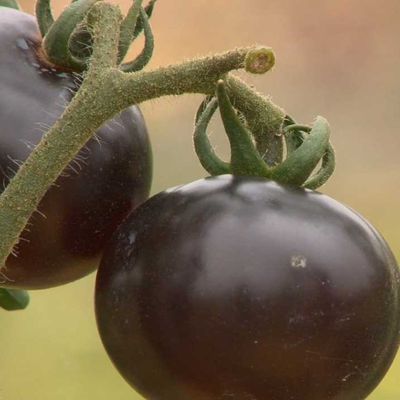 Le purin d'orties pour protéger les tomates
