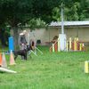 Notre cane corso ne veut pas faire le tunnel avec un virage à 90°