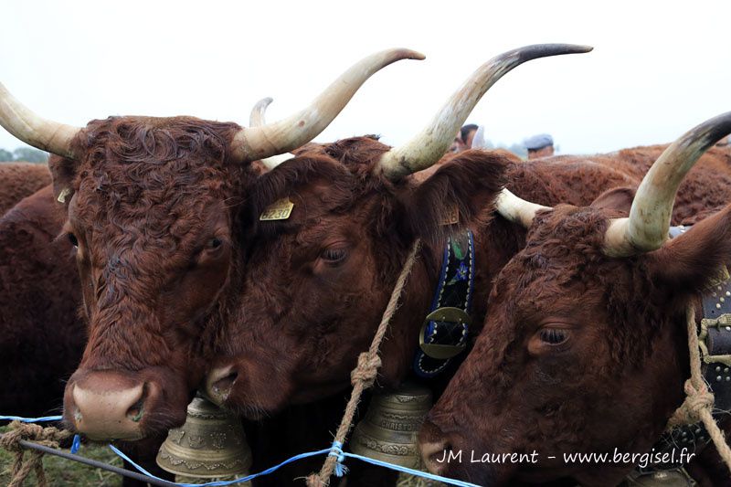 Essentiellement photos des animaux présentés par Christophe et Patricia Freyssac... mais je compléterai !