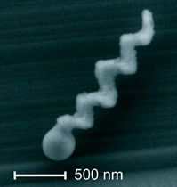 cobalt et nanohélices de verre pour un nageur hors norme